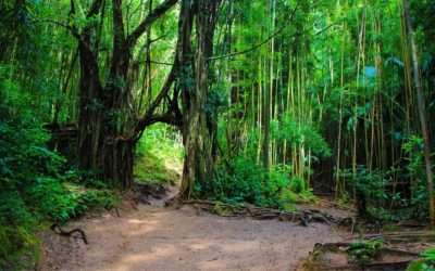 Top 5 Kid Friendly Hikes on Oahu