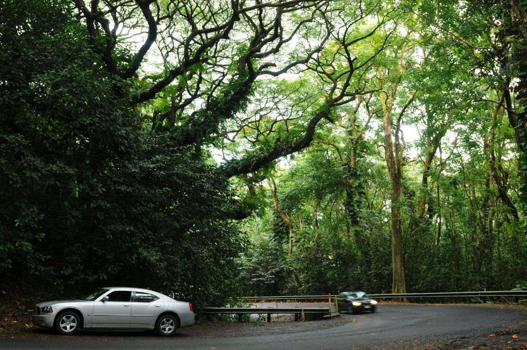 should you drive the road to hana or take a tour