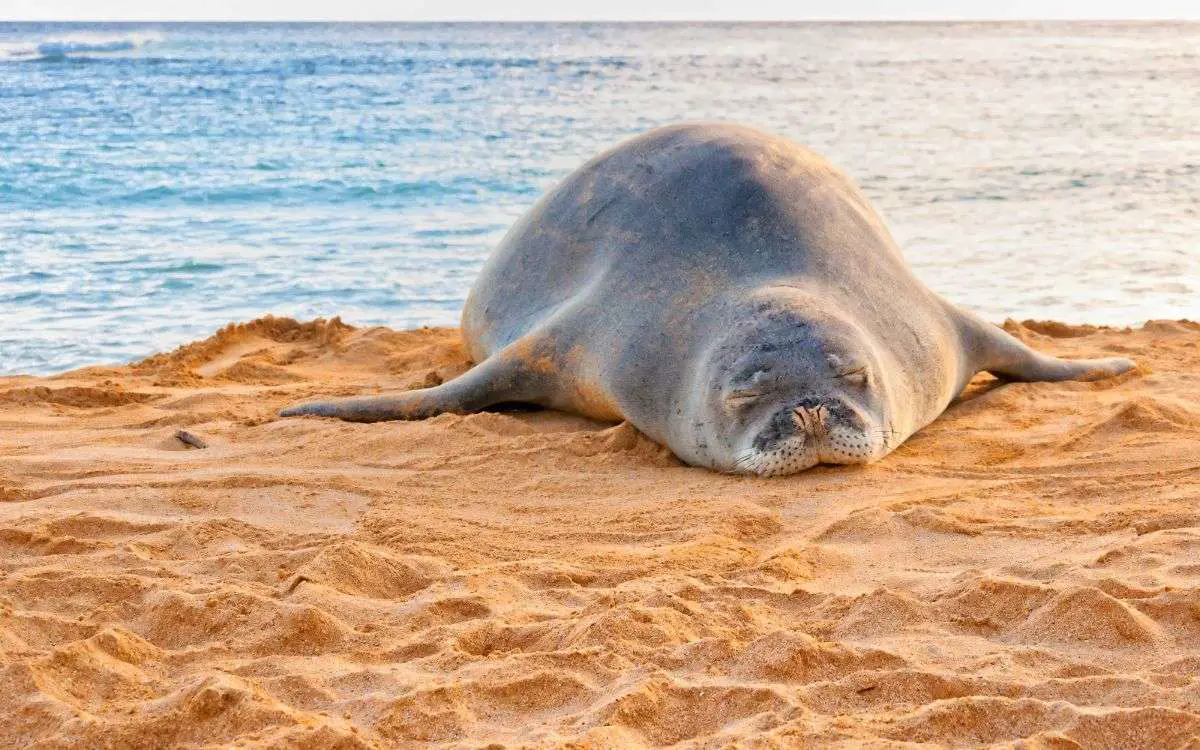 things to do in kauai monk seals