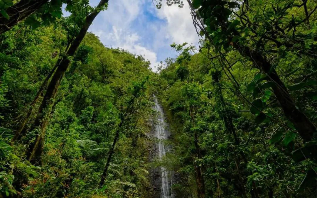 7 Best Oahu Waterfall Hikes for an Unforgettable Experience