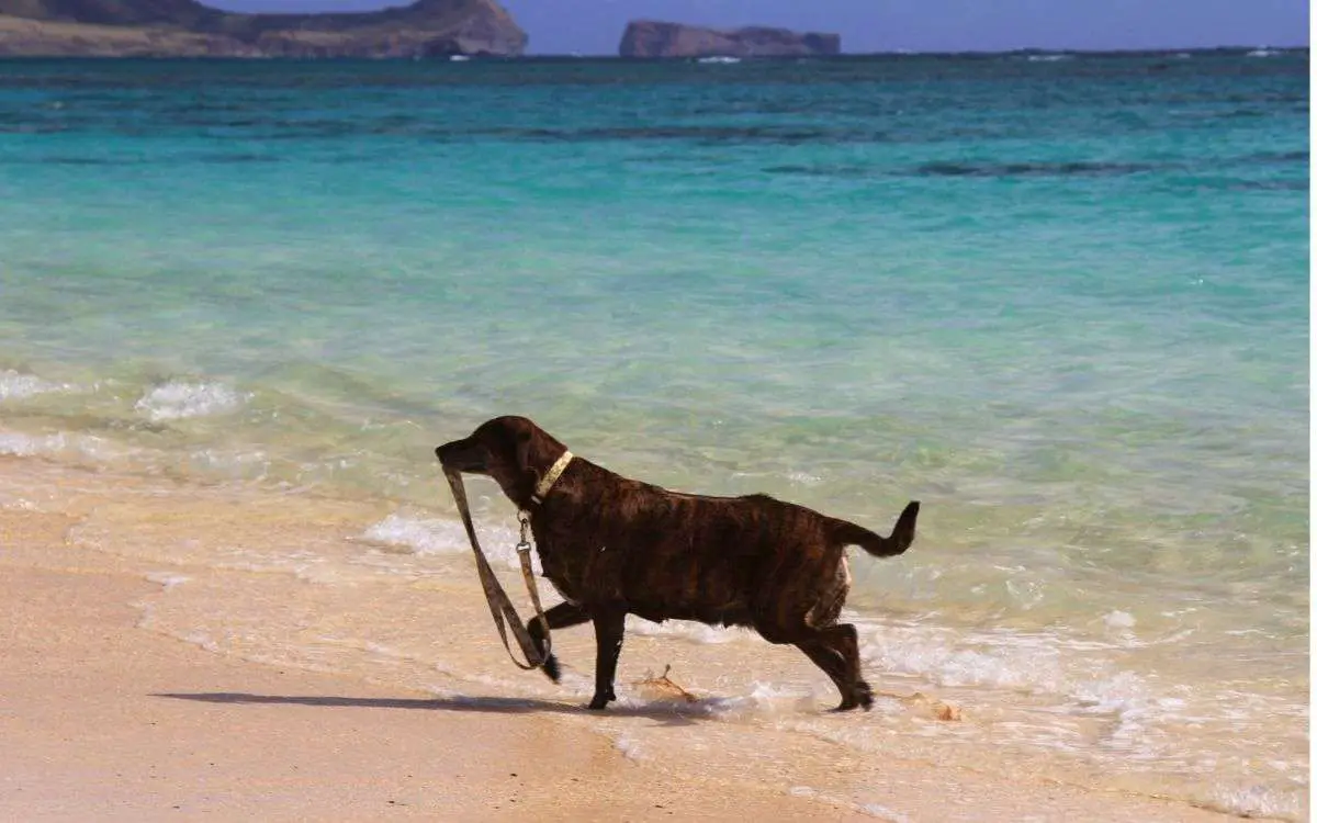 can i bring my dog to hawaii