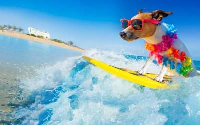 Can You Bring Your Dog to Hawaii?: What to Know About Flying a Dog to Hawaii