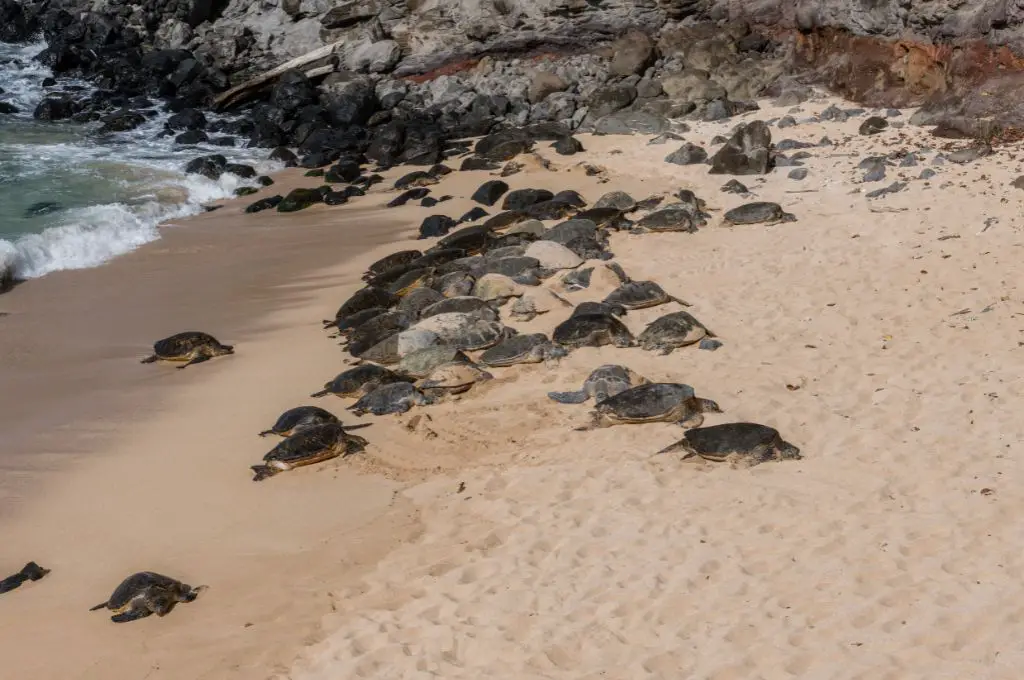 things to do in paia maui - hookipa beach nesting sea turtles