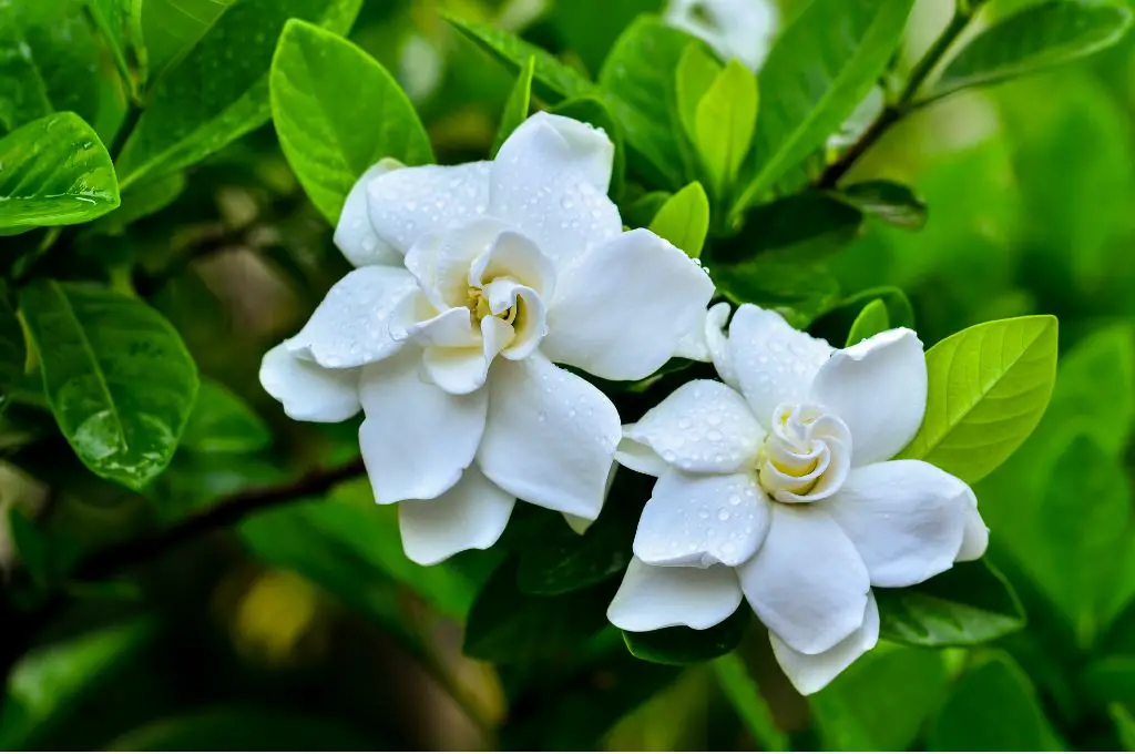hawaiian tropical flowers - Hawaiian Gardenia (Nau or Nanu)