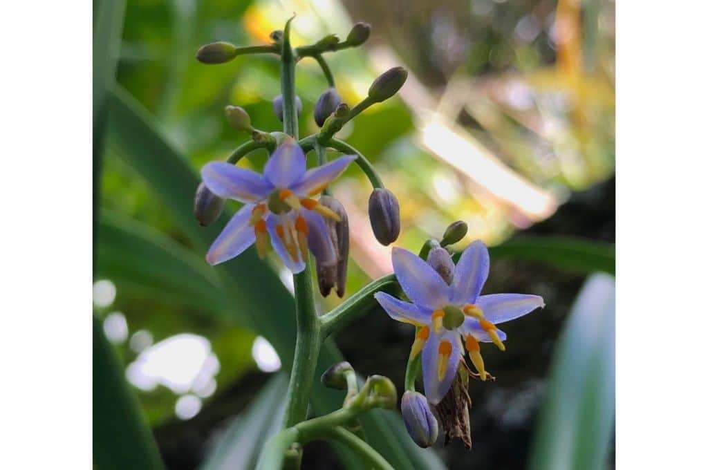 hawaiian tropical flowers - Hawaiian Lily Uki Uki