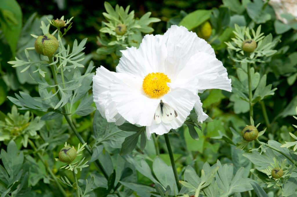 hawaiian tropical flowers - Hawaiian Poppy Pua Kala