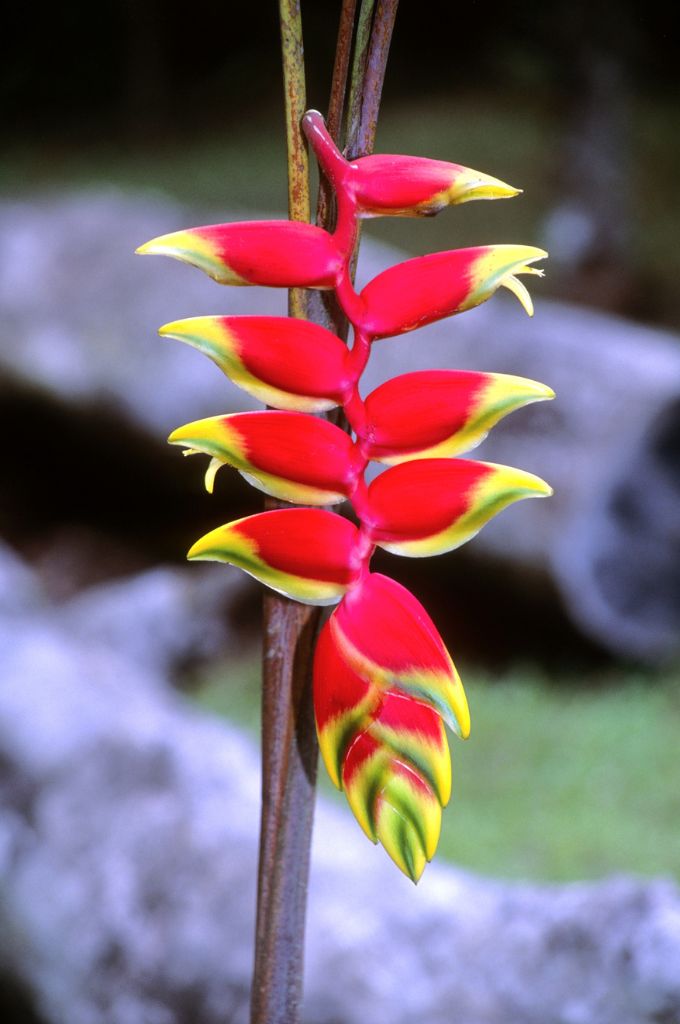 hawaiian tropical flowers - Heliconia