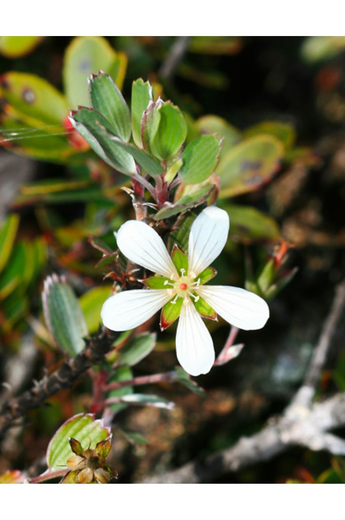 hawaiian tropical flowers - Silver Geranium (Hinahina)