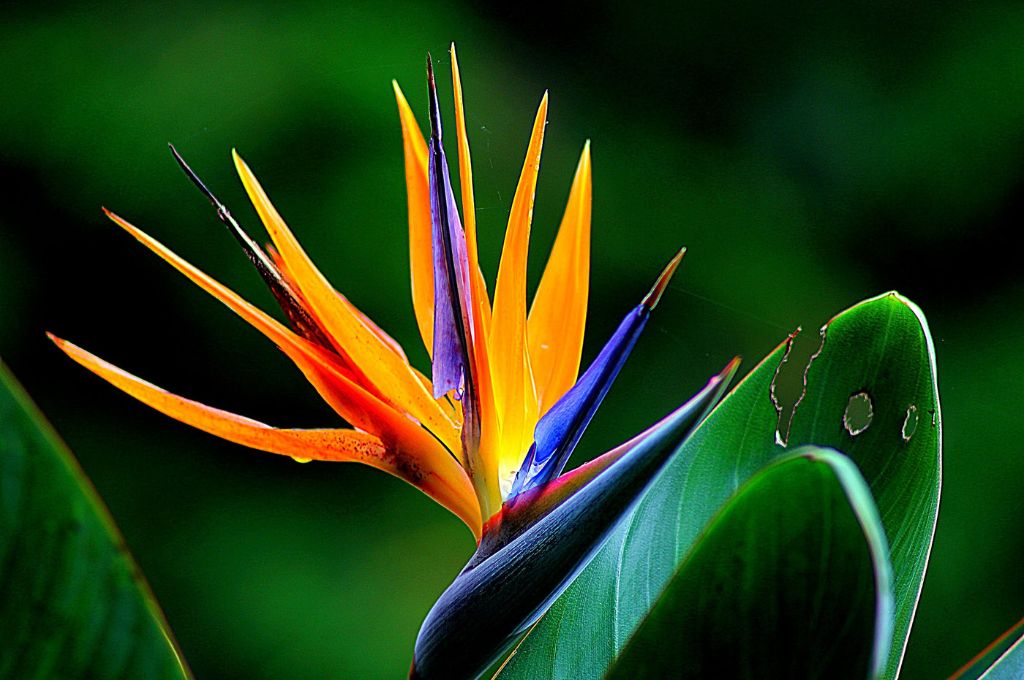 hawaiian tropical flowers - bird of paradise