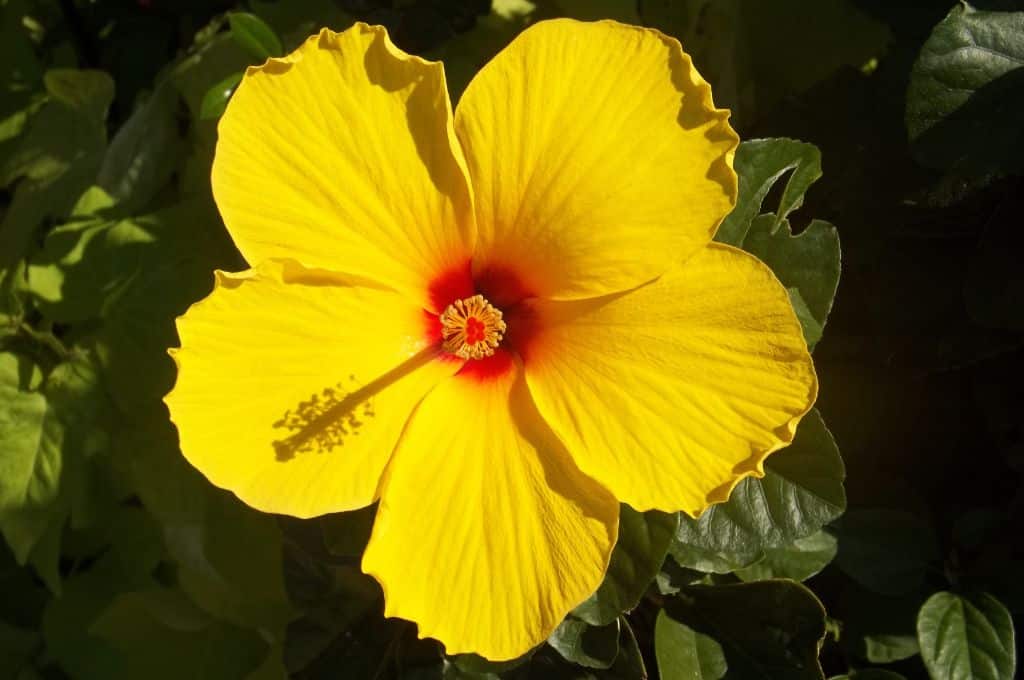 hawaiian tropical flowers - hawaiian hibiscus