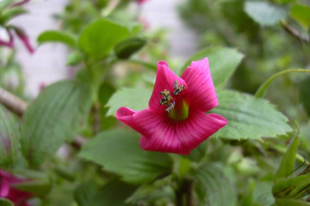 hawaiian tropical flowers - hawaiian red cranesbill