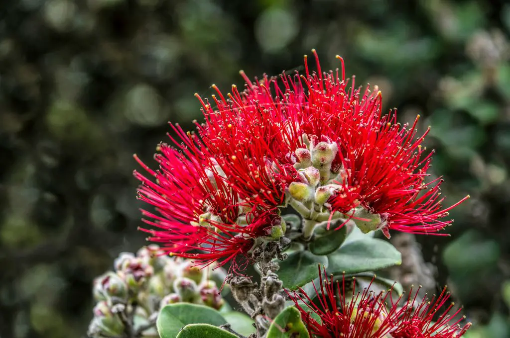 hawaiian tropical flowers - ohia lehua