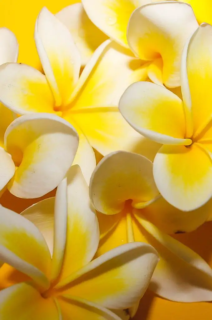 hawaiian tropical flowers - plumeria