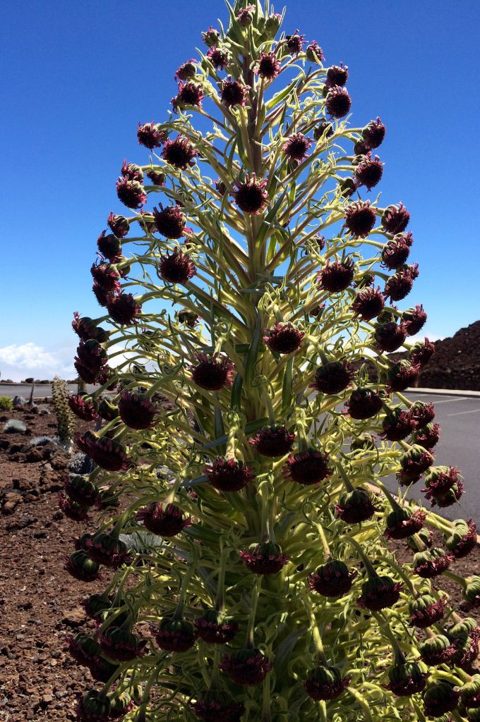 hawaiian tropical flowers - silversword