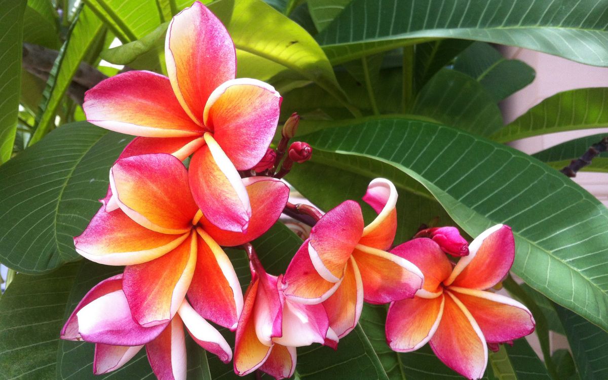 hawaiian tropical flowers