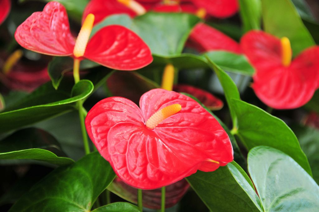 hawaiian tropical plants - Anthurium