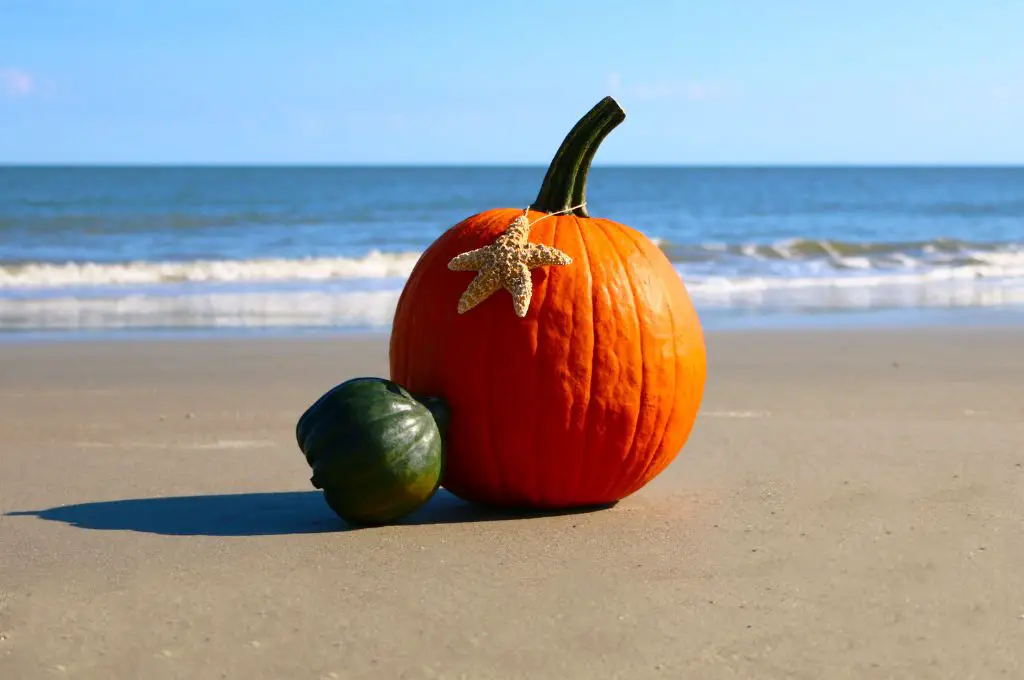 hawaii in october pumpkin on a beach