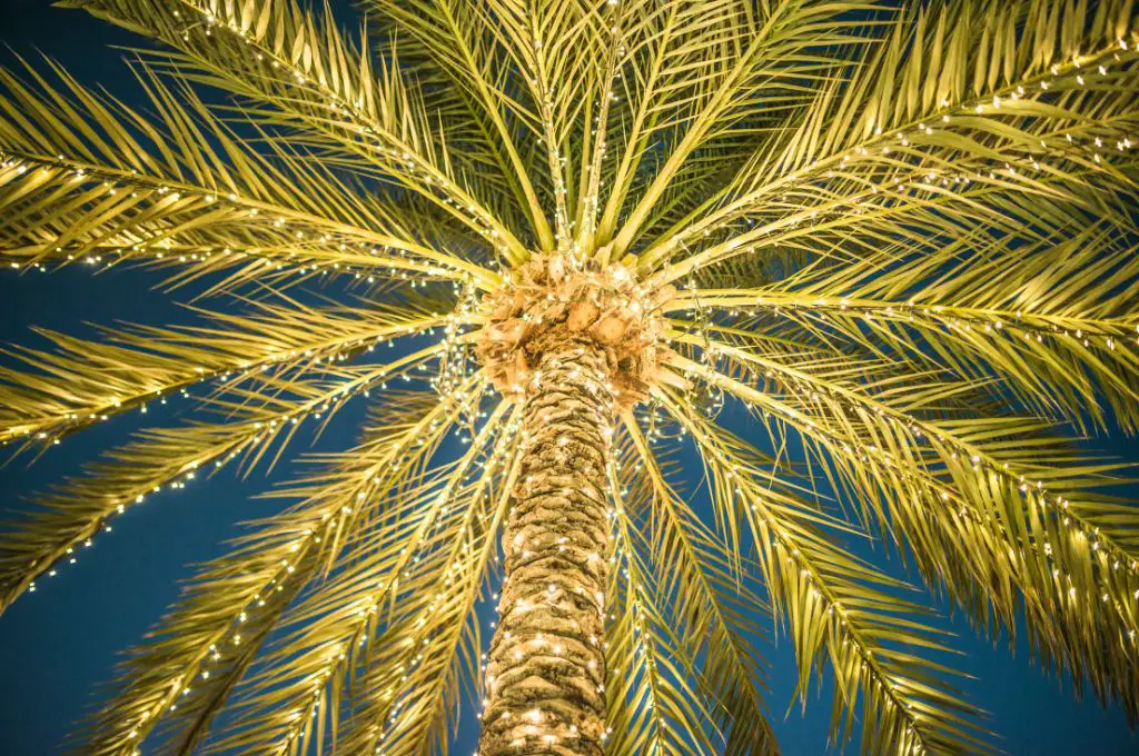 christmas in kauai - palm tree with lights