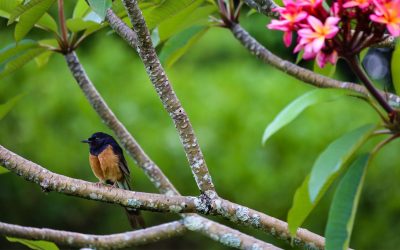 Birding on Kauai: The Ultimate Guide to the Best Bird Watching Spots (2023)