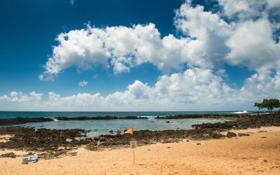 The Ultimate Guide to Sharks Cove Oahu: Snorkeling, Beaches, and More!
