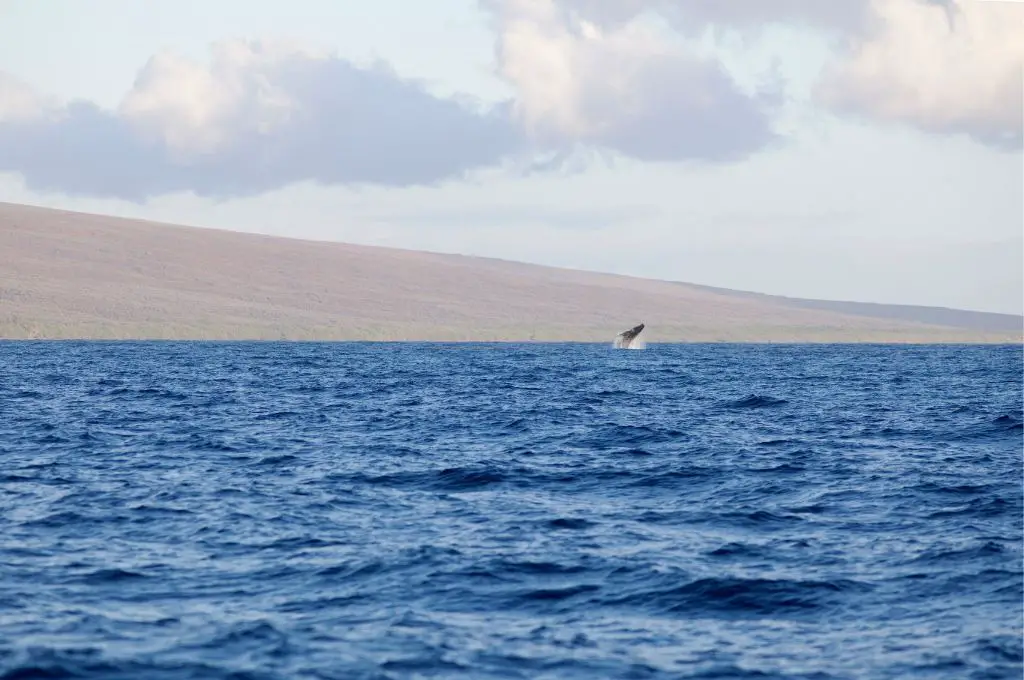 thanksgiving in hawaii - whale watching