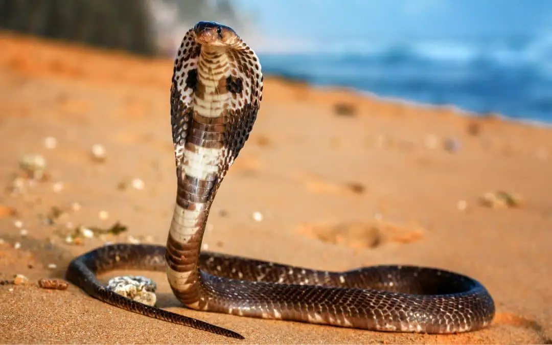 Are There Snakes in Hawaii? Yes and No (What to Know Before Visiting)