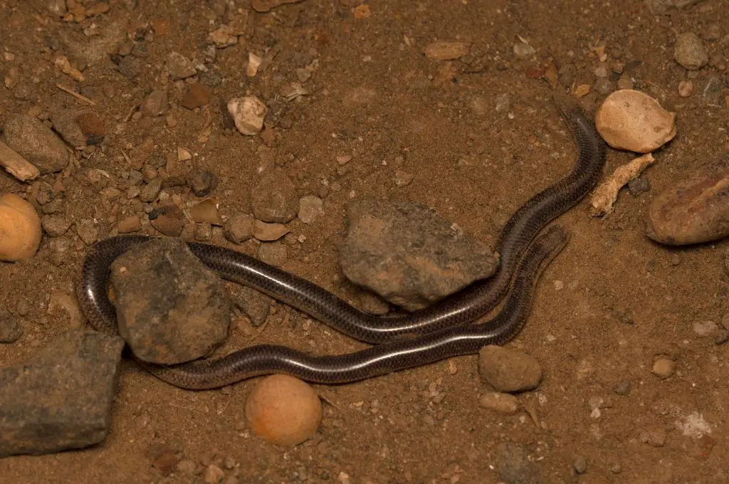 are there snakes in hawaii - Brahminy Blind Snake