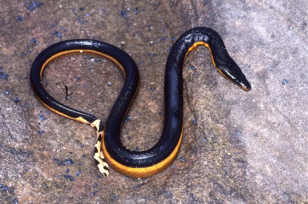 are there snakes in hawaii - yellow bellied sea snake