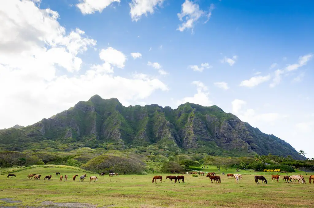 horses grazing a Kualoa Ranch on Oahu - hawaii in march