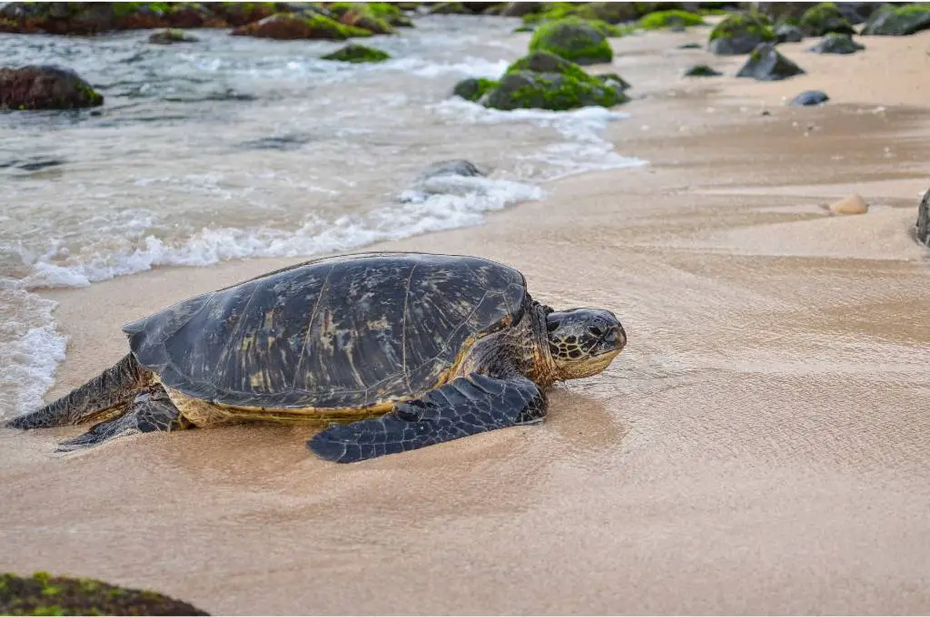sea turtle on a beach - where to see turtles in oahu