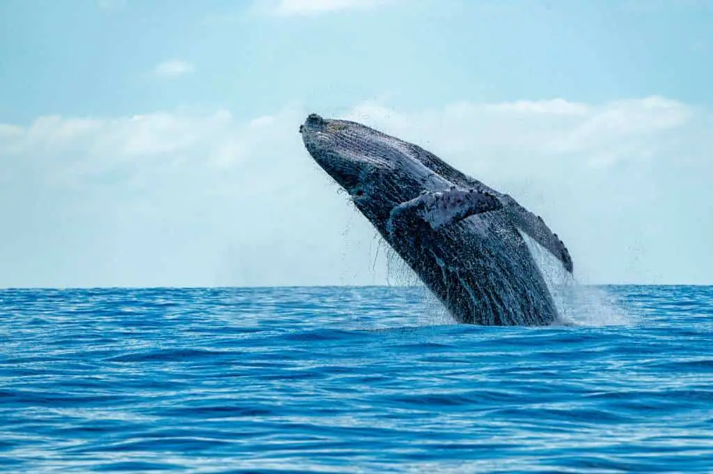 whale jumping out of the ocean - best time to visit hawaii