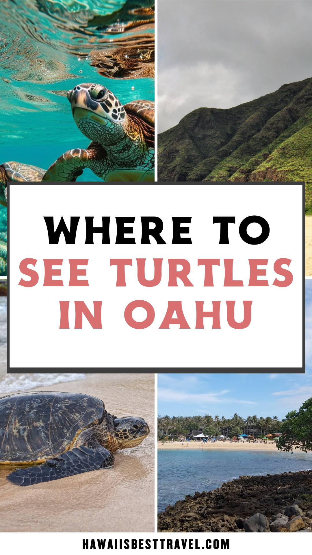 where to see turtles in oahu - pin