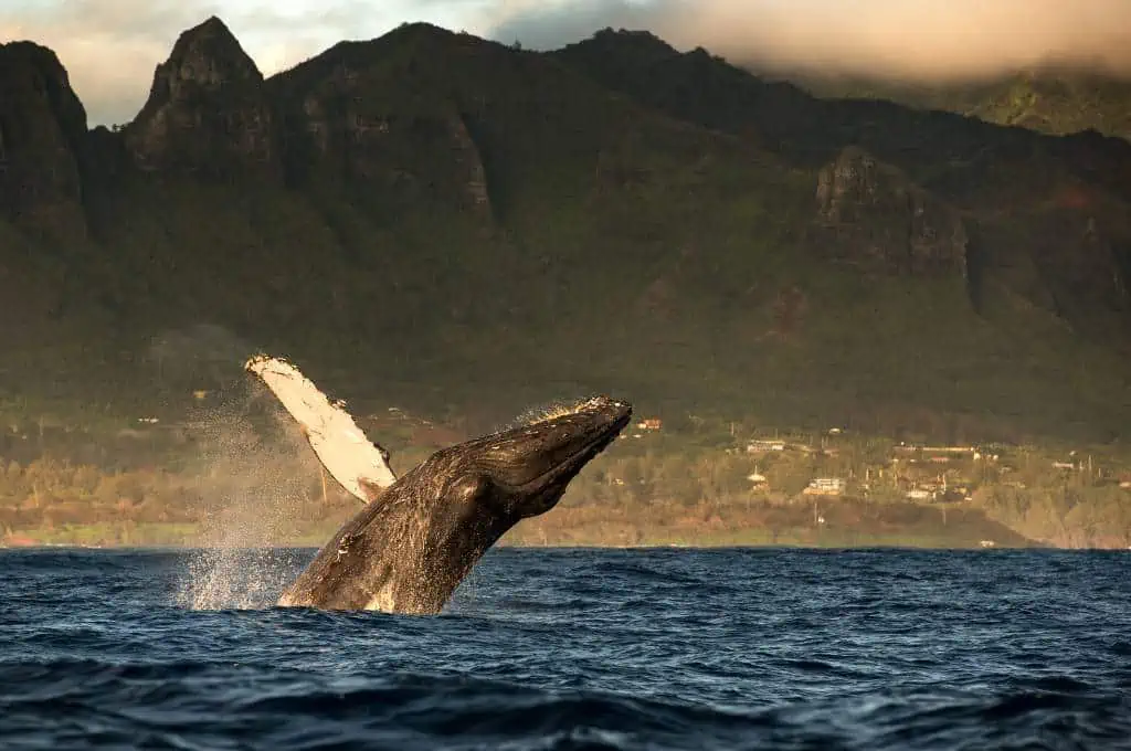 humpback-whale-jumping-out-of-water-kauai-island