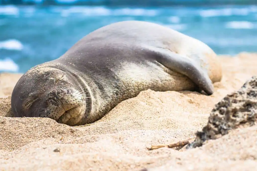 monk seal resting on the sand kailua beach park