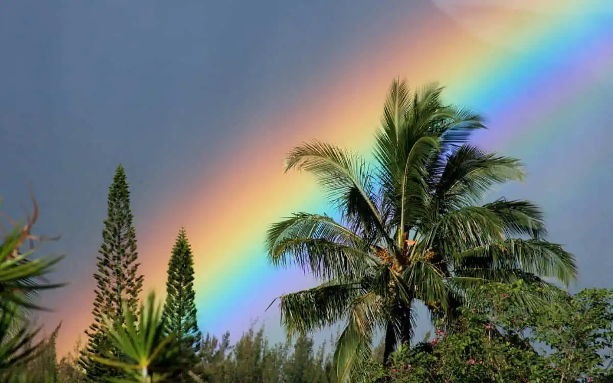 rainbow over kauai with palm trees
