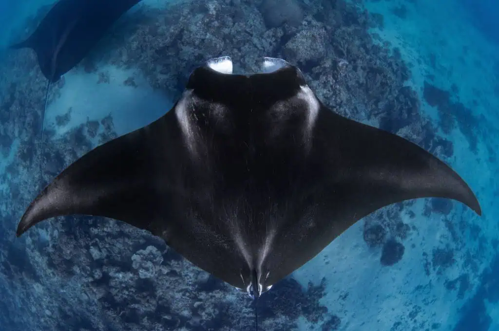 manta ray night swim on the big island of hawaii