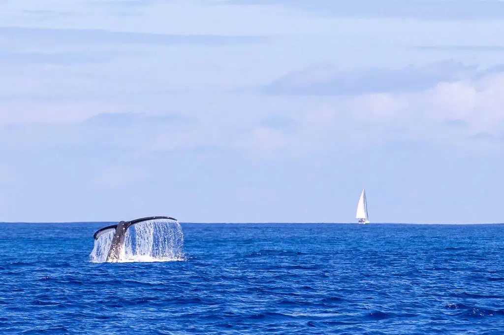 whale watching on the big island of hawaii