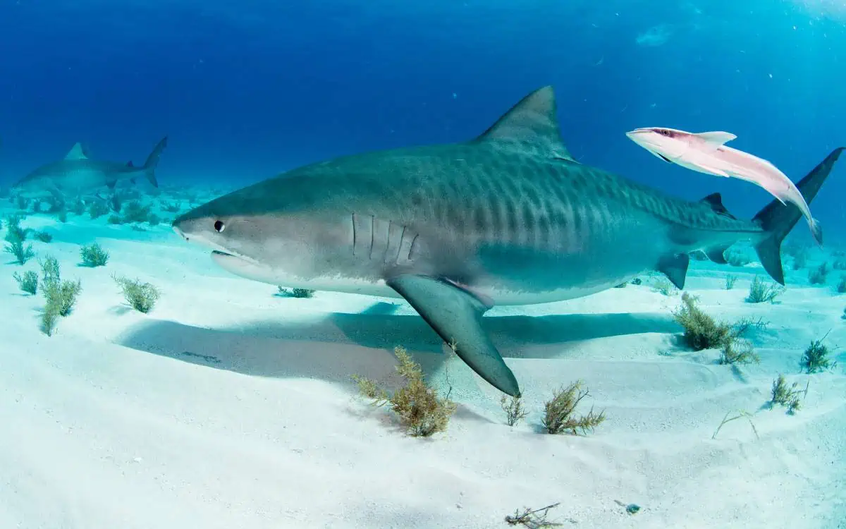 Dangerous Animals in Hawaii