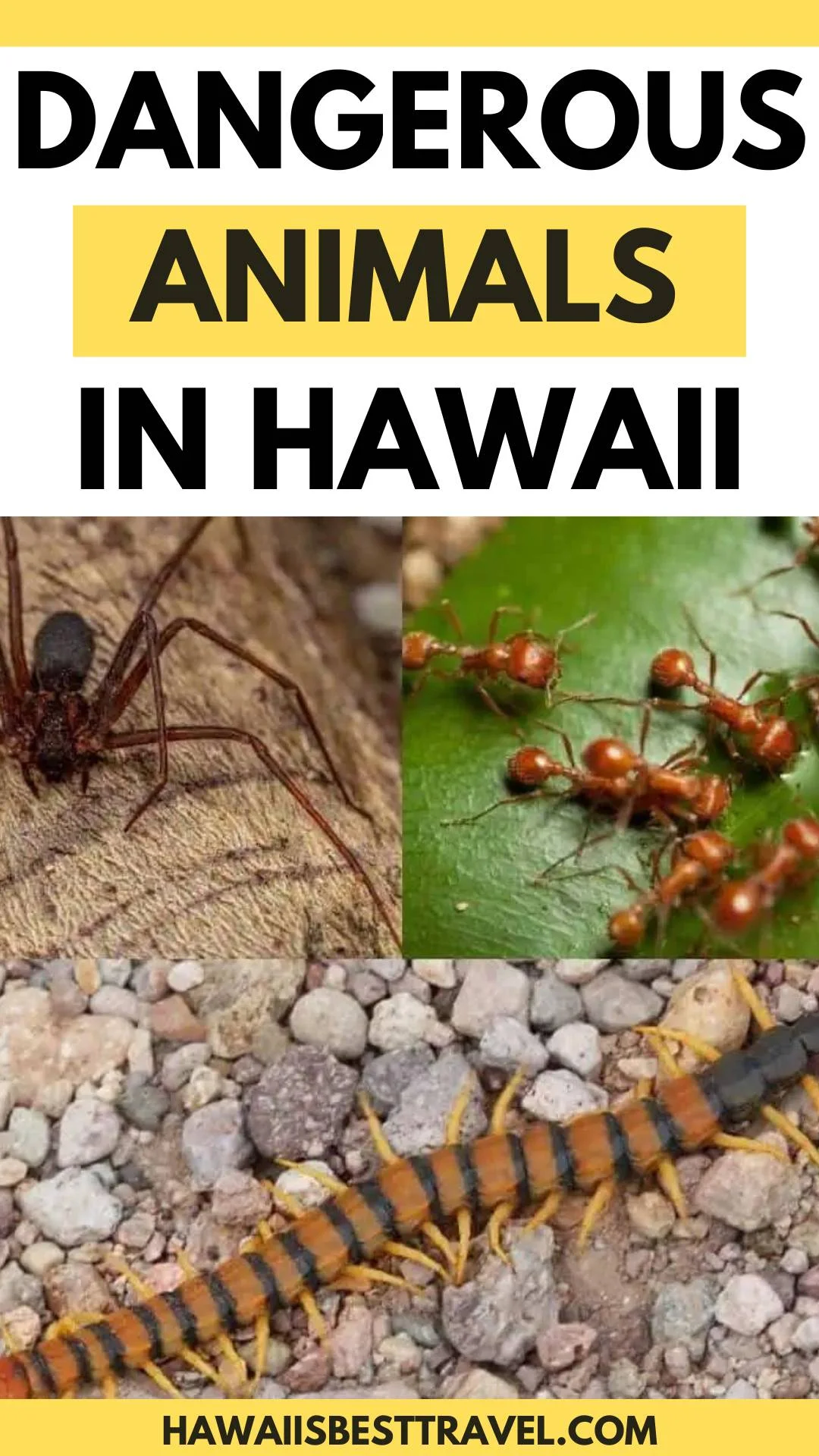 dangerous animals in hawaii - pin