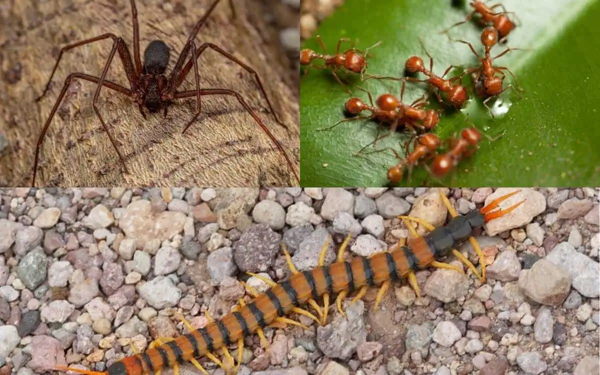 land based animal threats in hawaii