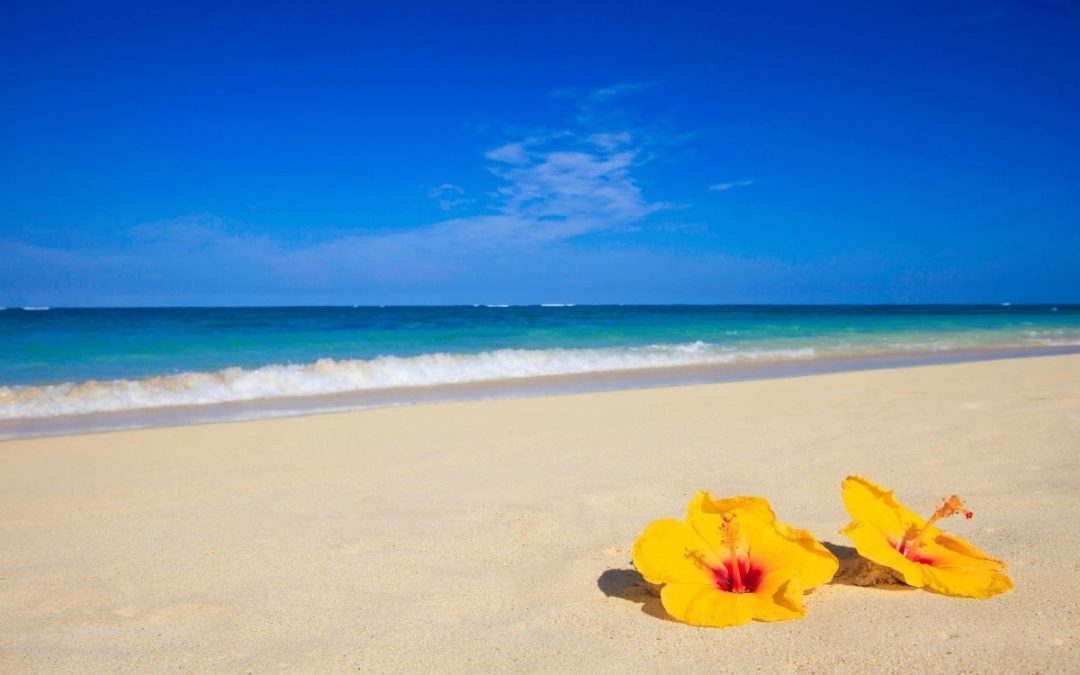 15 Beautiful Hawaiian Flowers You Must See