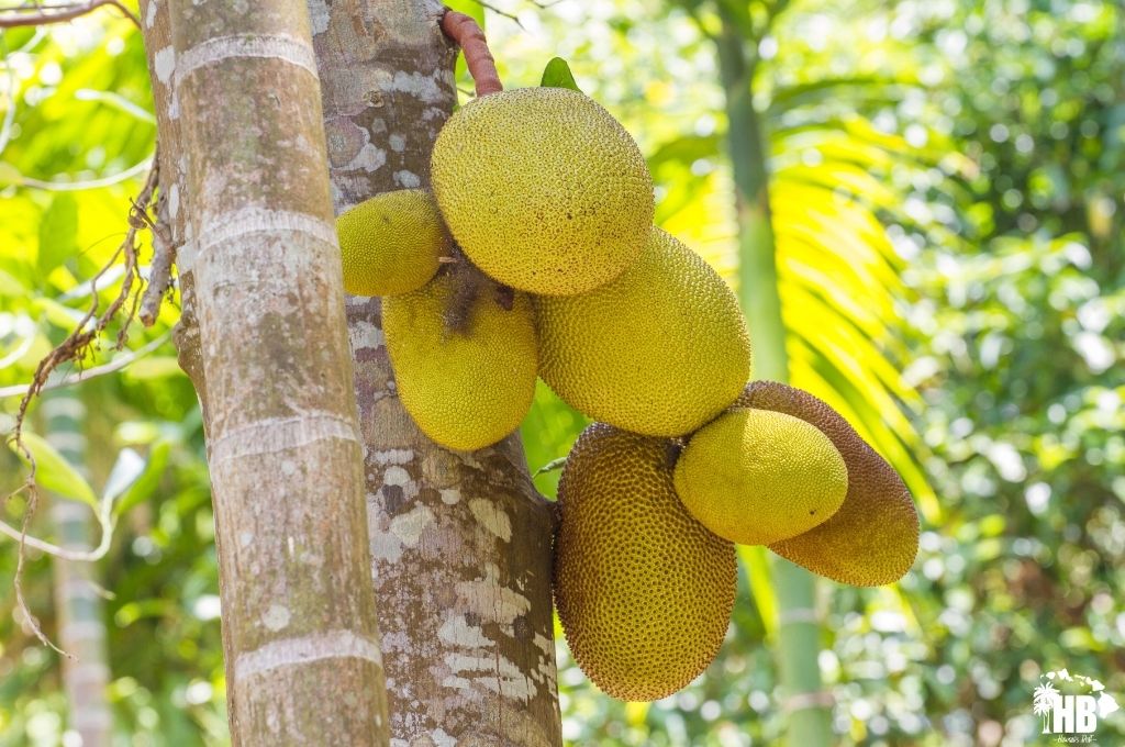 Breadfruit in hawaii