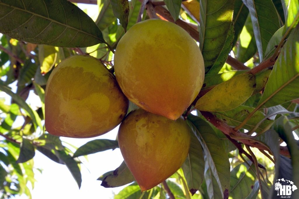 Eggfruit in hawaii