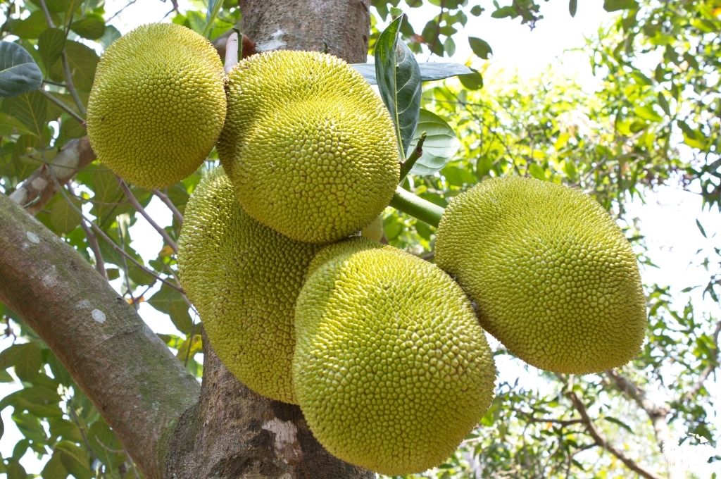 Jackfruit in hawaii