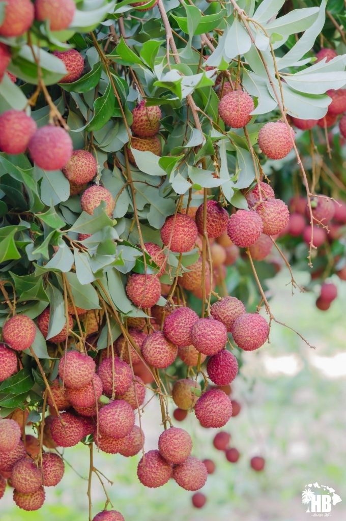 Lychee in hawaii