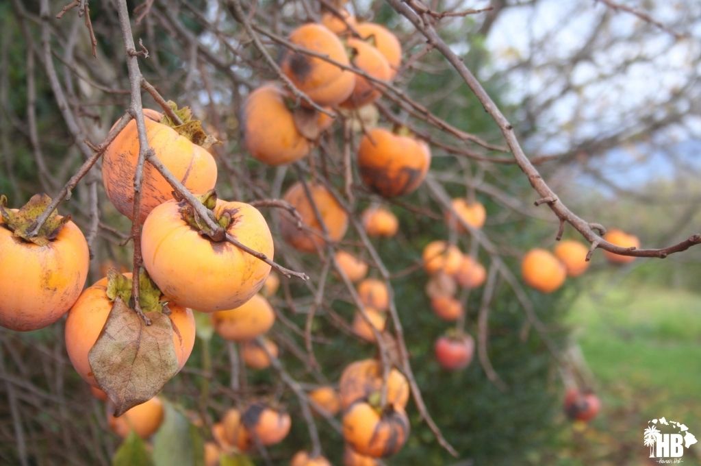 Persimmon in hawaii