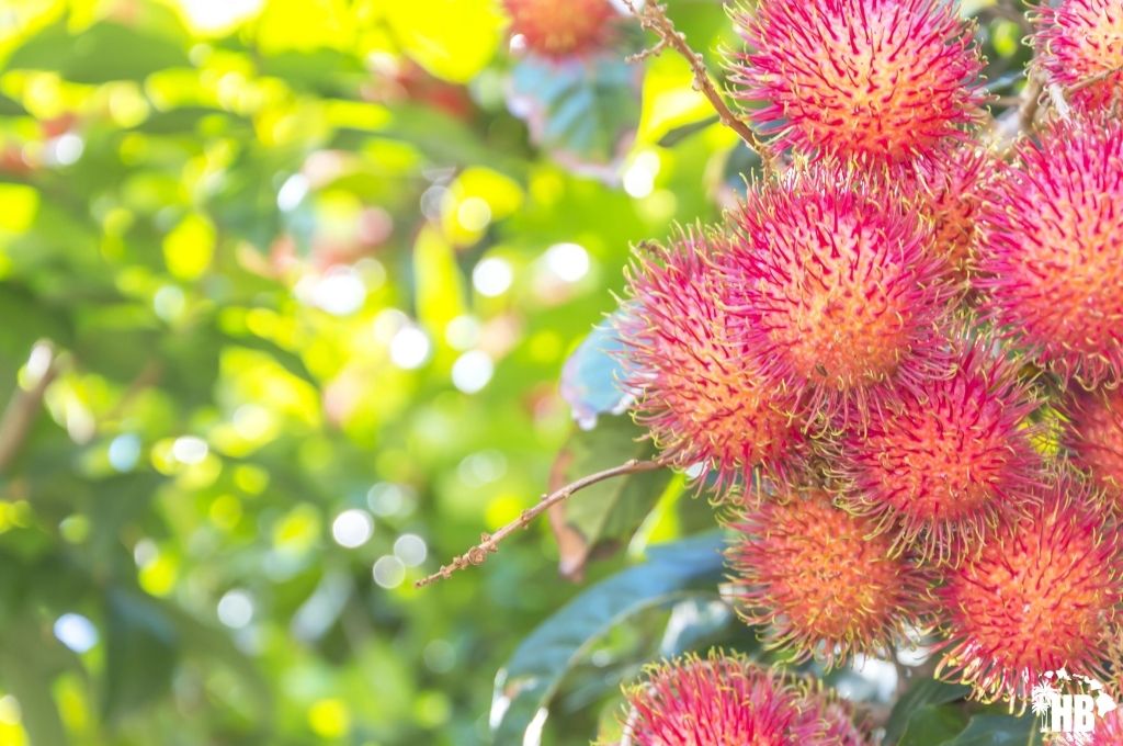 Rambutan in hawaii