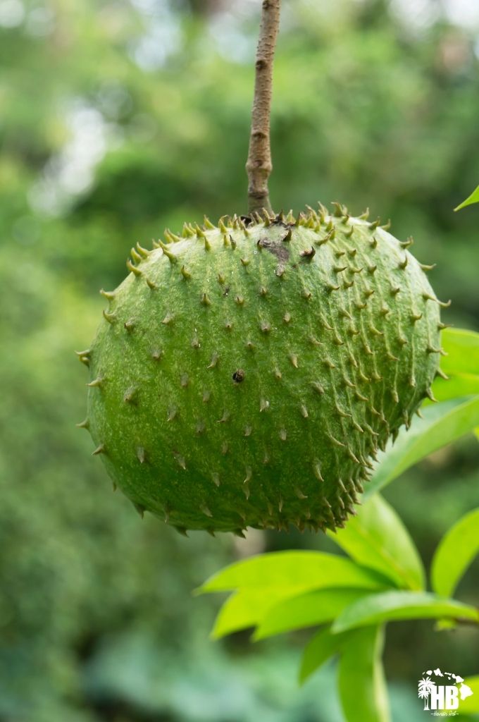 Soursop in hawaii