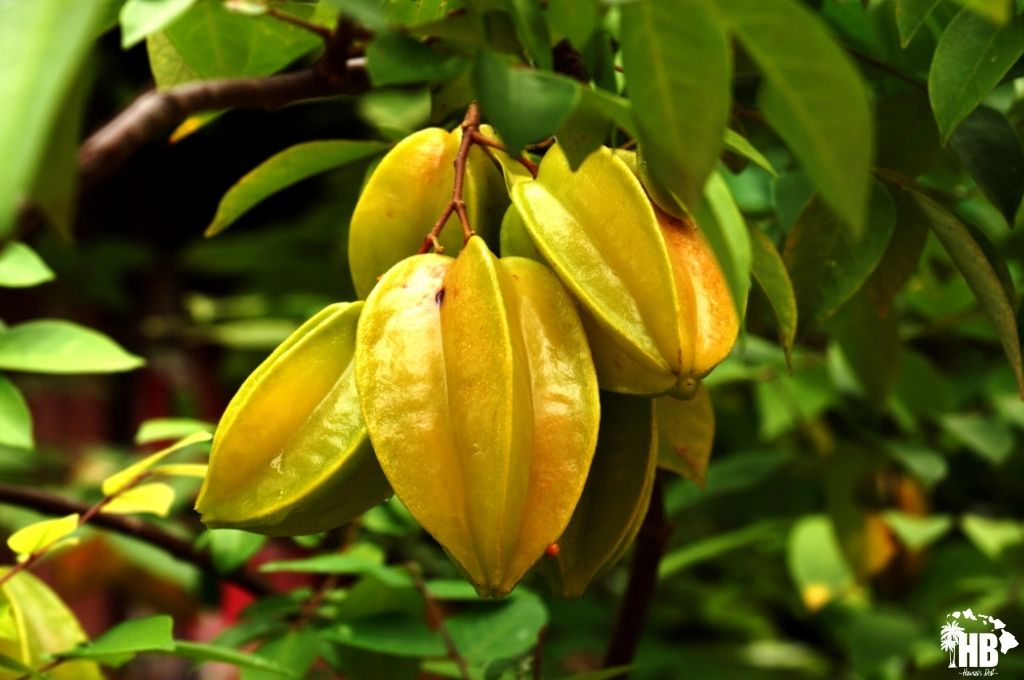 Starfruit in hawaii