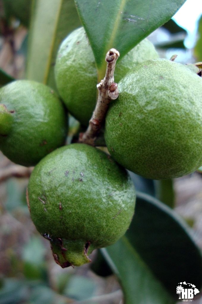 Strawberry Guava in hawaii
